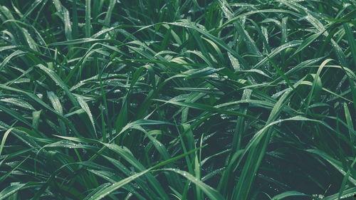 青草青青国产视频,国产视频中的青春记忆与成长轨迹